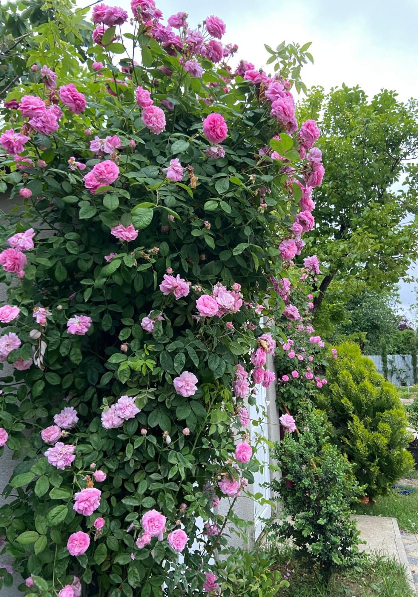 Hotel Doko Мартвили Экстерьер фото
